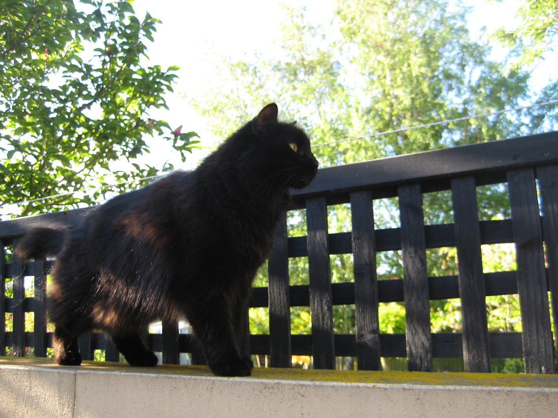 How to stop your cat from jumping the fence?